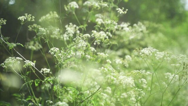 Static, handheld, bokeh shot of cow parsely, Anthriscus sylvestris, roadside Peak District, England.