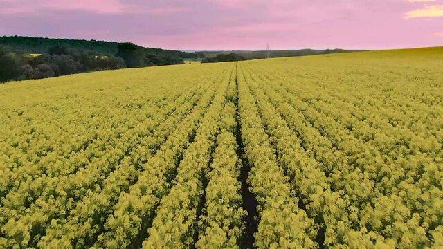 Flying over a field of yellow flowers at sunset with a drone, in Mozar de Valverde