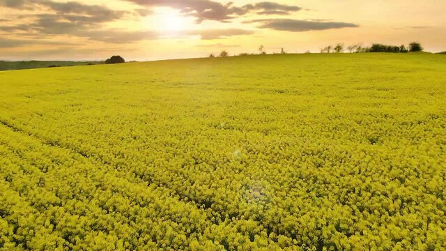 Sunset, flying over a field of yellow flowers in Mozar de Valverde, Zamora Spain
