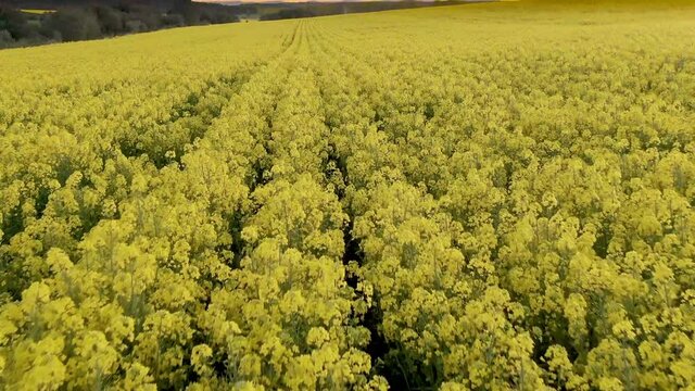 Sunset, flying with a drone over a field of yellow flowers in Mozar de Valverde, Zamora Spain