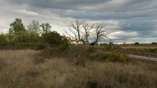 Arbol muerto en la naturaleza. Al lado de la Carretera  Milles de la Polvorosa a Mozar. Zamora, Spain from drone view