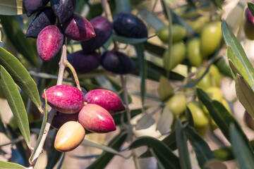 detail of organic Kalamata olives ripening on olive tree branch with blurred background