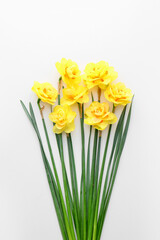 Beautiful narcissus flowers on white background