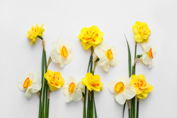 Beautiful narcissus flowers on white background