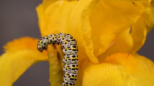 Colorful Cucullia Verbasci Caterpillar Crawling on a Yellow Iris Flower - macro static shot
