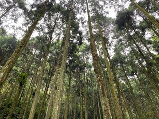 Fototapeta premium There are many tall sacred trees on the mountains of Taiwan