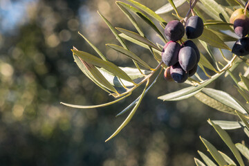 bunch of ripe Kalamata olives hanging on olive tree branch with blurred background and copy space