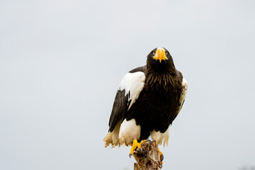 Steller's sea eagle sits on a stump against the background of blue sky. The bird of prey looks to the left, The bird of prey looks to the left.