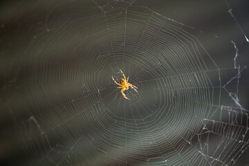 Small yellow spider in the center of the spider web on a black background.