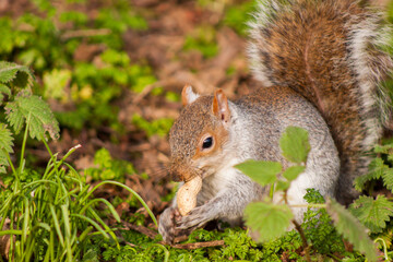 squirrel on a tree