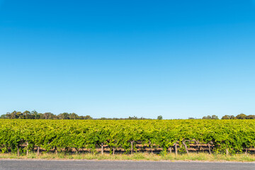 Coonawarra vineyards against a blue sky on a day, South Australia - obrazy, fototapety, plakaty