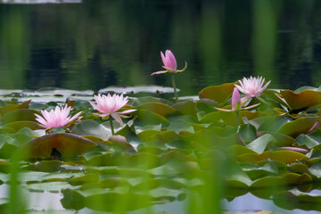 睡蓮の咲く夏の埼玉県の見沼自然公園の池