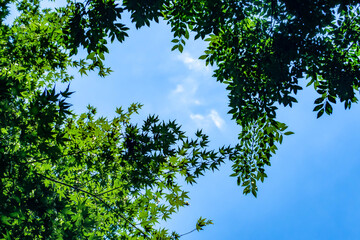 木々の葉を強く照らす日差しと青空