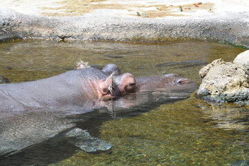 Hippo is floating in the pond and he enjoys sunbathing there.