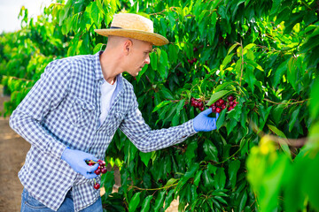 Hardworking male farmer working in a fruit nursery carefully picks cherries on a tree. Close-up...
