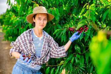 Portrait of hardworking woman farmer in a fruit nursery, picking ripe cherries from a tree. Close-up portrait