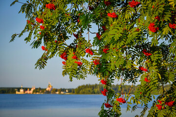 Beautiful rowan tree near Lake Valdai at sunset - obrazy, fototapety, plakaty