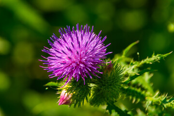 beautiful purple burdock flower in the meadow 