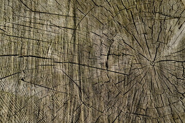 Fototapeta premium Slice of wood, wood cracks background