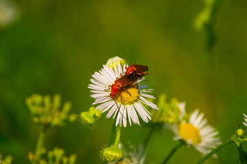 firefighter beetles mate on a field daisy 