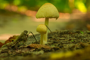 two small mushrooms on a forest road 