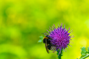 bumblebee collects nectar from burdock flower 