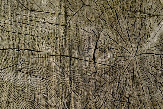 Slice of wood, wood cracks background