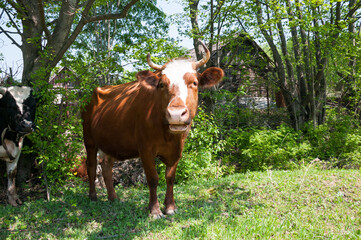 A brown cow stands in the middle of the forest on a summer day