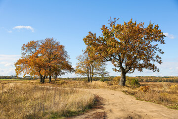 autumn oak on a background of blue sky in late autumn