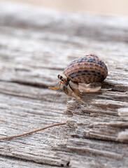 snail on wood