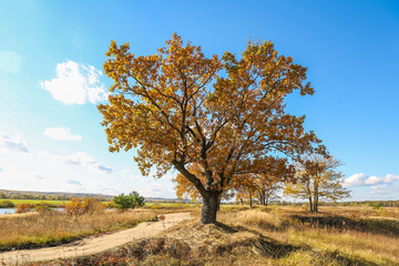 autumn oak on a background of blue sky in late autumn