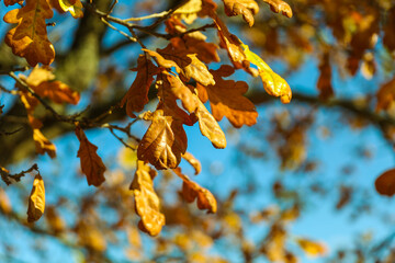autumn oak branches on a background of blue sky in late autumn
