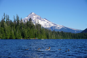 Mount Hood with ducks