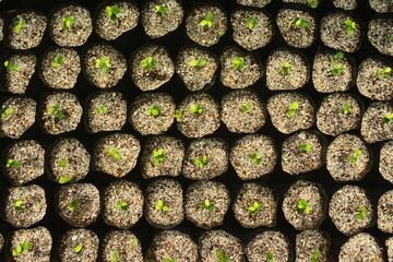 งอดเงยและเติบโต