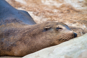 Sleeping seal of California, USA