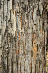 รอยแยกของเปลือกนอก