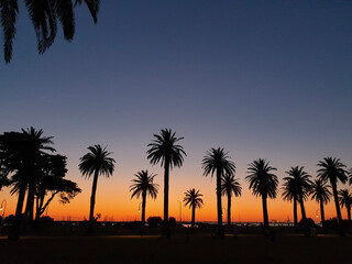 Obraz premium palm trees at sunset
