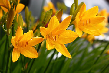 Bright yellow flowers and not opened hemerocallis buds in water drops after a rain.