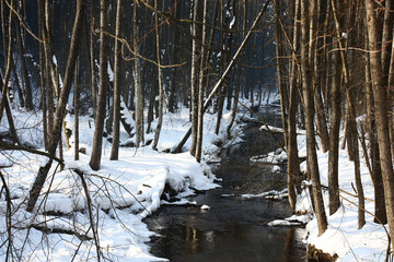 Winter february sunny day. Through the alder wood dark water of the small river flows. The earth in the wood on river banks is covered with a layer of white fluffy snow.