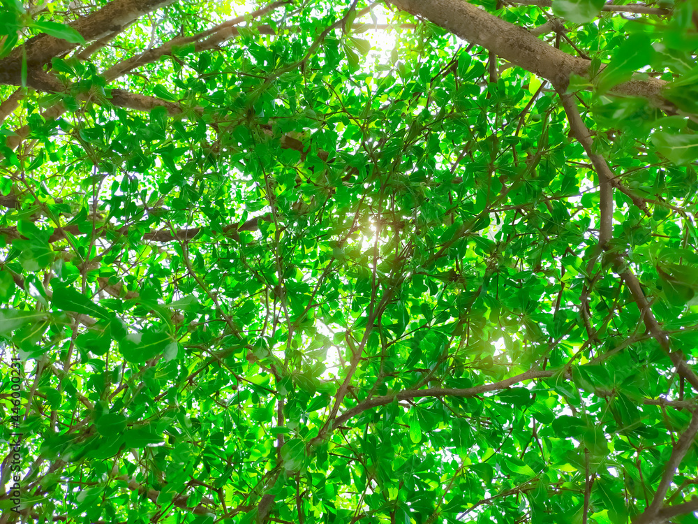 Canvas Prints bottom view of tree and green leaves in tropical forest with sunlight. fresh environment in park. gr