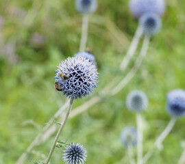 Echinops ritro | Azurite ou oursin bleu à fleurs décoratives en forme de grosses têtes...
