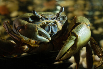 large gray-green crab with massive claws on the background of stones in the twilight. Crabs are decapod crustaceans of the infraorder Brachyura. wild sea crustacean with big pincers resting on land.