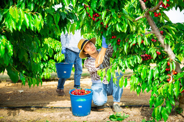 Successful female gardener with ripe cherry in orchard on sunny day