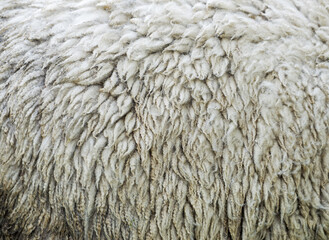 Close up of texture of warm fur of sheep wool skin