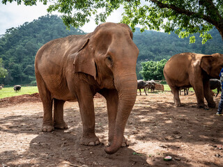 Fototapeta premium elephants in the zoo