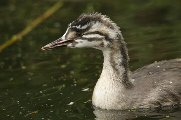 A head shot of a baby Great crested Grebe, Podiceps cristatus, swimming on a river. It is calling to the parent bird to feed it.