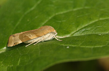 A Broad-bordered Yellow Underwing Moth, Noctua fimbriata, resting on a leaf.