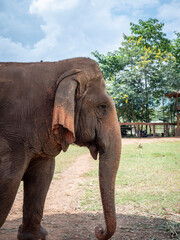 Fototapeta premium elephant in the zoo