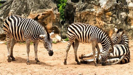 Fototapeta na wymiar Three zebra