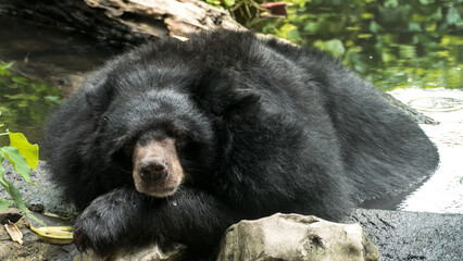 Asiatic Black Bear
